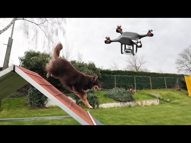 NO this isn´t filmed with a DRONE! Smooth Belgian agility training