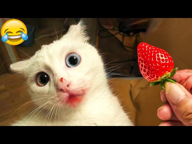 Try Not To Laugh 😅 Funniest Dogs and Cats 2024 😻🐶 Part 12