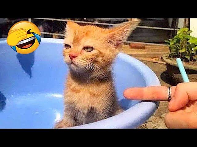New Funny Videos 2024 😍 Cutest Cats and Dogs 🐱🐶 Part 71