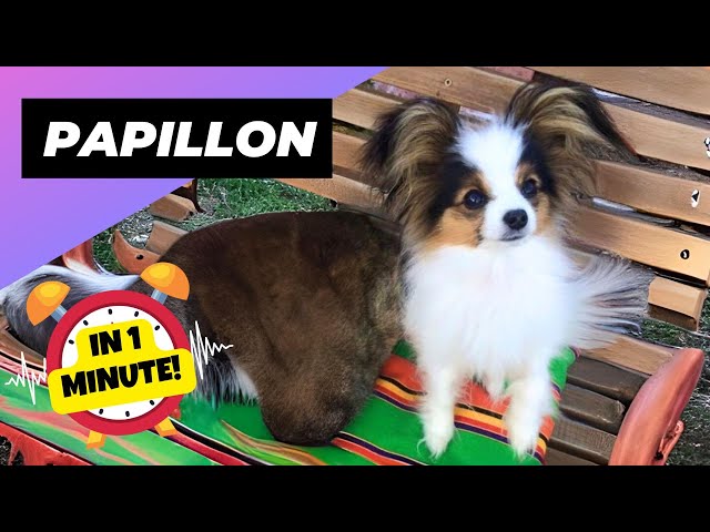 Papillon 🦋 Discover the Butterfly Dog! | 1 Minute Animals