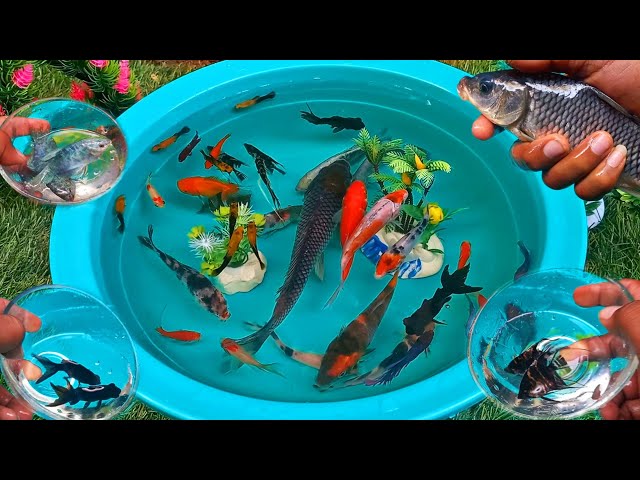 Find colorful ornamental fish, man fish, turtles, betta fish, koi fish, channa, molly, lobster,guppy