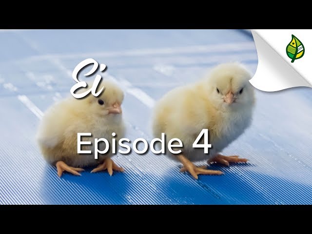Ei (4/5) - Vom Ei zum Küken zum Huhn