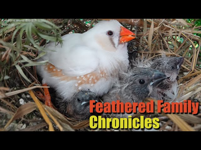Feathered Family Chronicles Day 15: A Heartwarming Journey of Bird Parents Raising Their Newborns