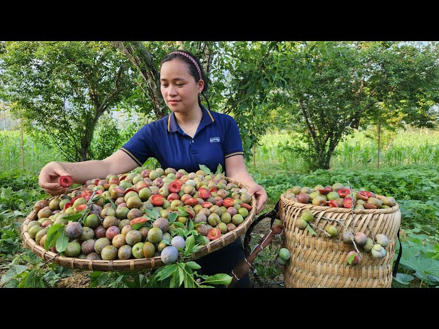 Harvest Red Plums goes to the market sell - Bamboo Gardening - Lý Thị Ca