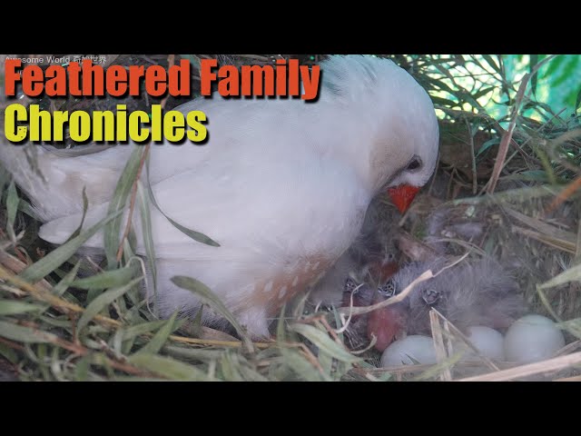 Feathered Family Chronicles Day 1: A Heartwarming Journey of Bird Parents Raising Their Newborns