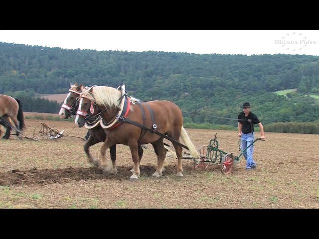 Pflügen mit Pferden in Nebra 2-2 Plowing with Horses