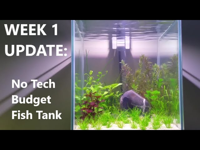 Week 1 Update: Budget, No tech, No Filter, No Heater, No Ferts, No co2: Walstad Method Fish Tank