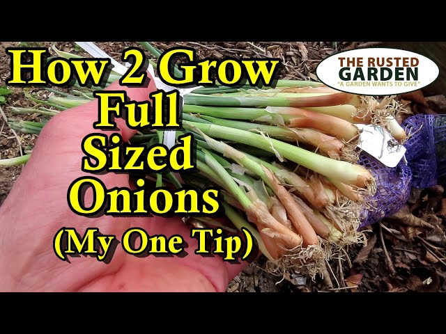 How to Plant Onion Sets Correctly for Full Sized Onions: Fertilizing, Watering, Spacing, & Depth