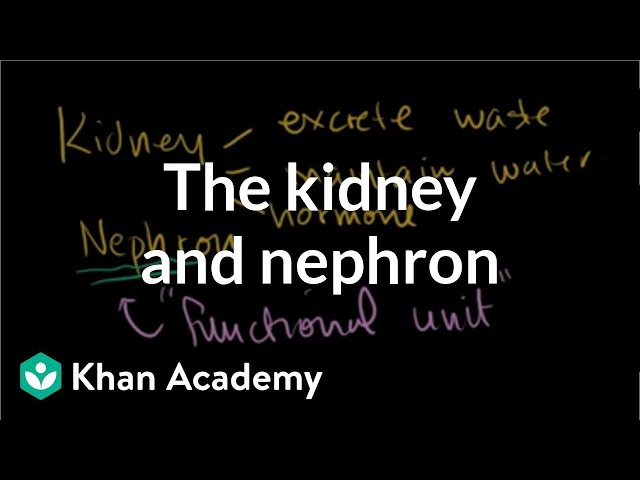 The kidney and nephron | Renal system physiology | NCLEX-RN | Khan Academy