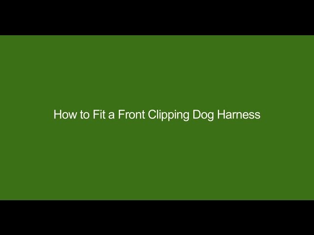 How to Fit a Front Clipping Dog Harness
