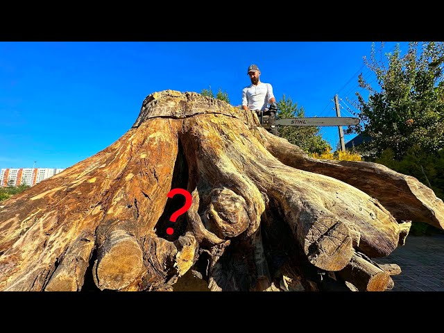Exclusive: Ancient Stump Reveals Its Secrets!