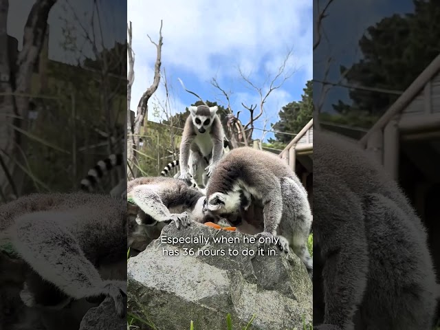 Six baby lemurs born at Wellington Zoo