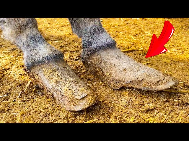 Skinny donkey tortured by huge hooves! After the rescue it gained 130 pounds!