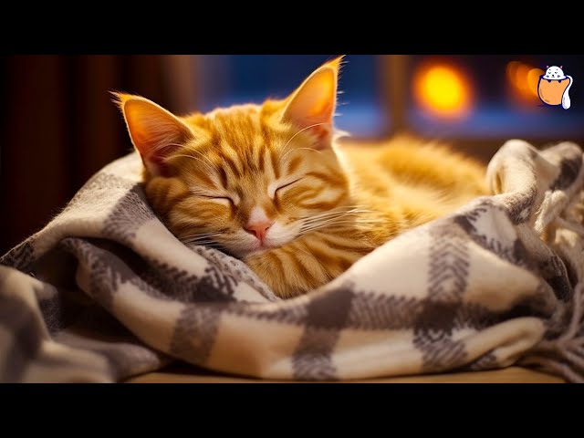 24/7 LIVE Relaxing Piano for Anxious cats | Stress-relief | Cat Music | Sleepy Cat