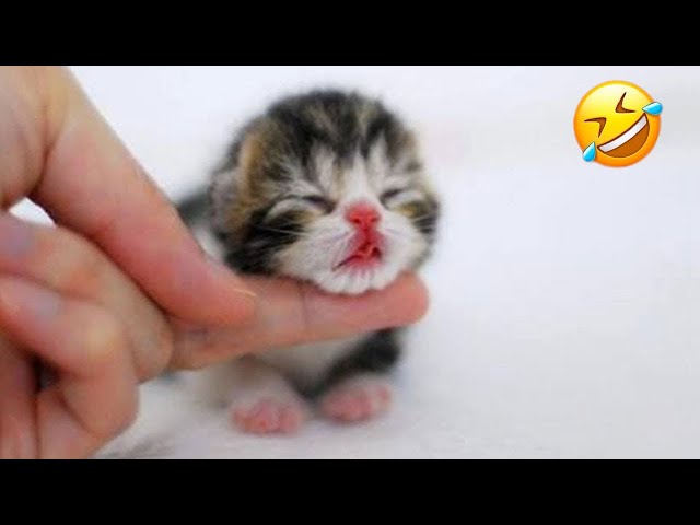 Best Funny Animals 2023 🤣 Funniest Cats and Dogs 😻🐶 Part 12