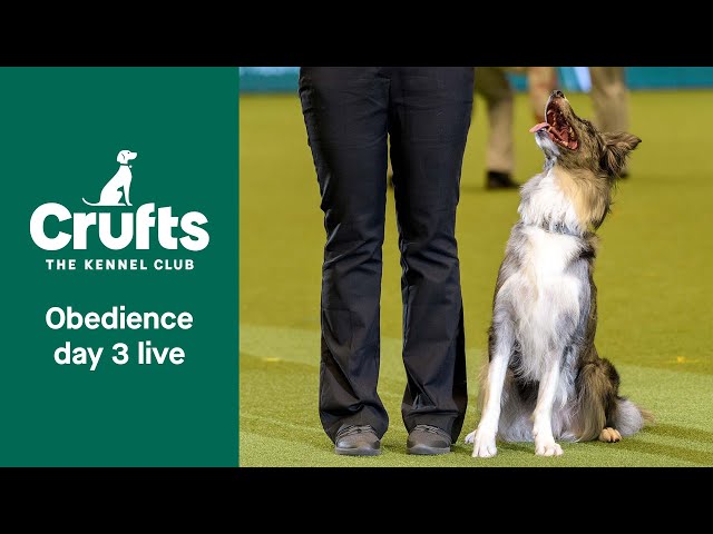 Crufts Obedience Live | Dog Obedience Championship | Crufts 2022