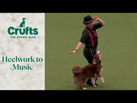 Heelwork To Music at Crufts 2024
