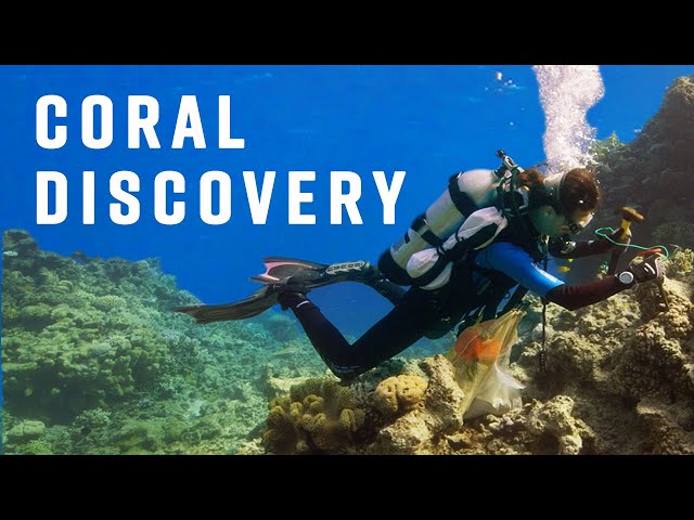 Discovering New Coral Communities In The Red Sea