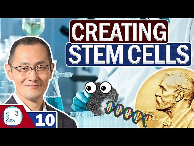 How To Make Stem Cells | Yamanaka Factors