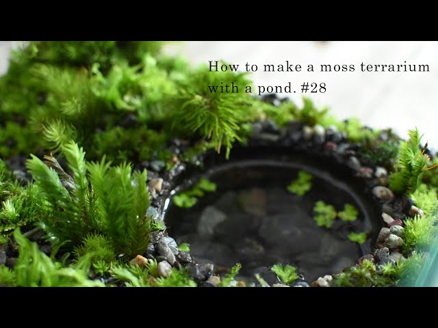 How to make a terrarium with a pond #28