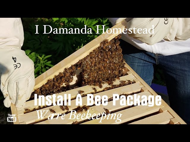 Install a Honeybee Package in your Warre Hive!