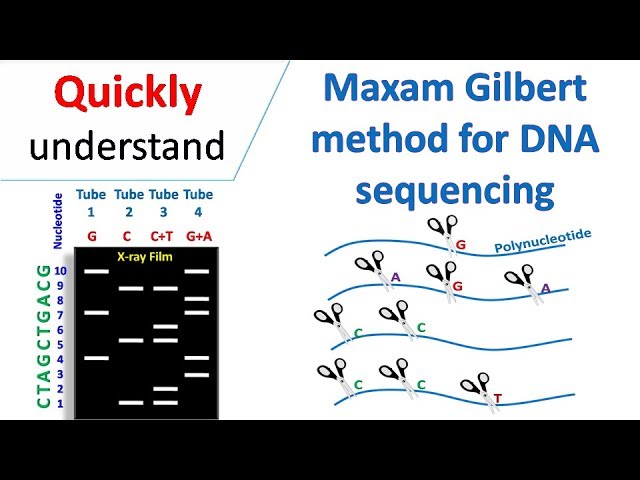 Maxam Gilbert sequencing