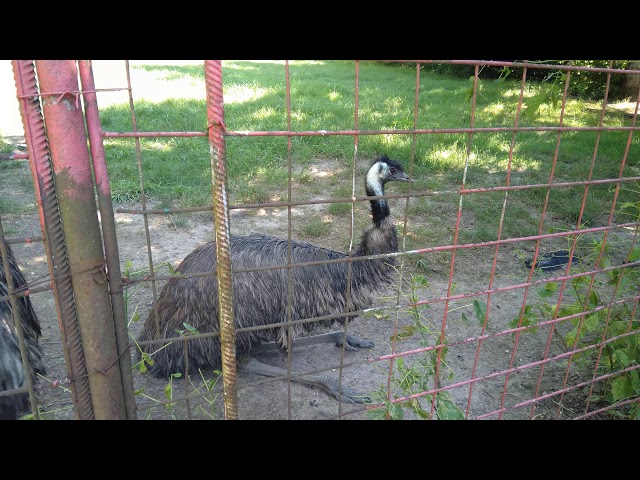Emu drumming noise