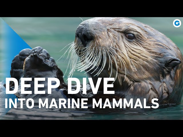 Just Marine Mammals: Oceanic Odyssey | Full Documentary