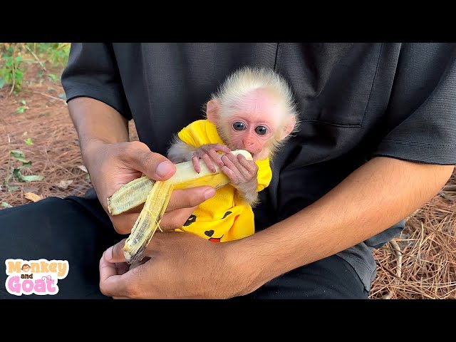How to soothe a sulky baby monkey?