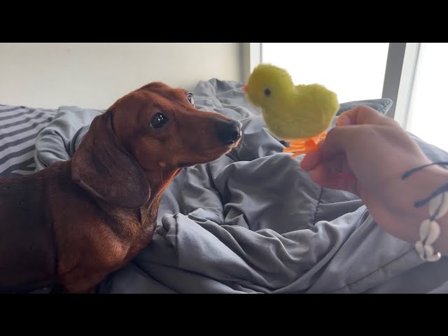 Mini dachshund loves her new toy