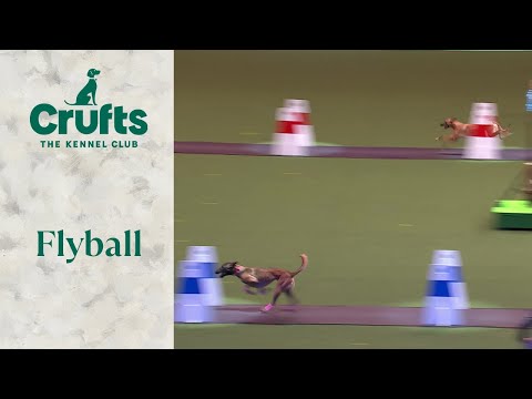 Flyball at Crufts 2024