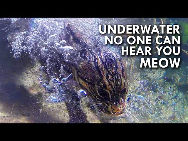 Fishing Cat: The Cat That Hunts Underwater