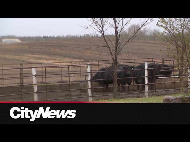 Alberta farmer welcomes rainfall after drought