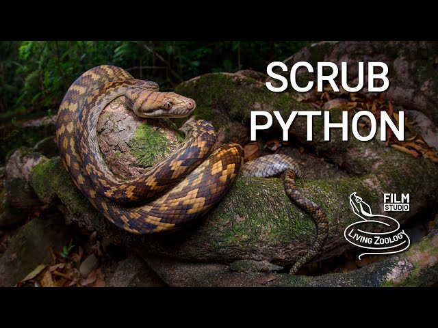Scrub python, the largest snake of Australia