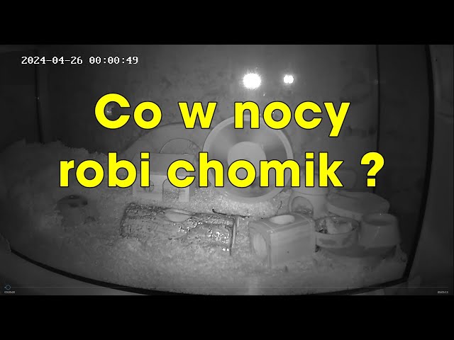 🐹 Co robi chomik w nocy? What does a hamster do at night? 5 minut z nocnego życia chomika.