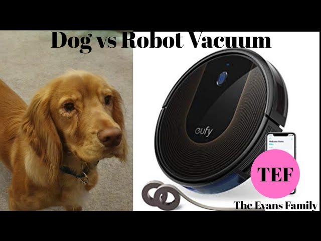 Funny clip Eufy Robot Vacuum vs Dog Who will get the ball?