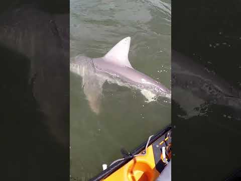 Kayaker catches a SHARK!! 🦈 #shorts