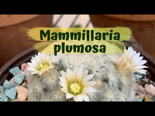 Mammillaria plumosa in Fragrant Flower (Cactus Flower)