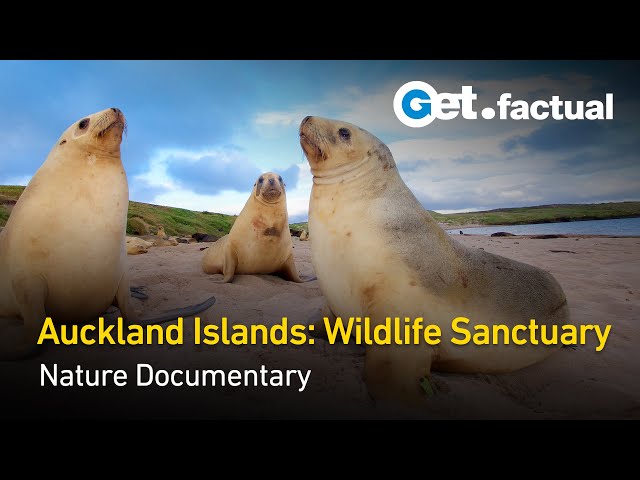 Savage Island Giants of New Zealand | Full Documentary