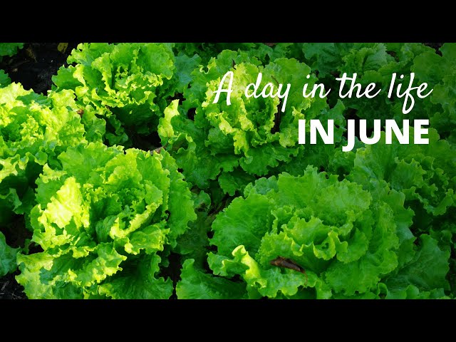 Market Gardening in June (A Day in The Life of a Farmer in June)