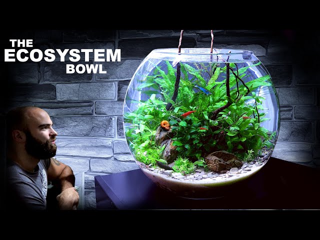 The Ecosystem Bowl: AMAZING NO WATER CHANGE & No Filter Aquarium (Aquascape Tutorial)