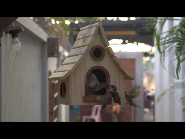 Try to make wooden House for adorable Birds and Feeder