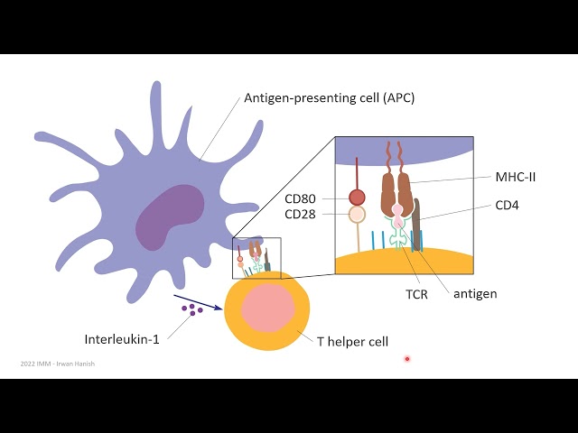 Antigen and antigen recognition molecules (part 2)