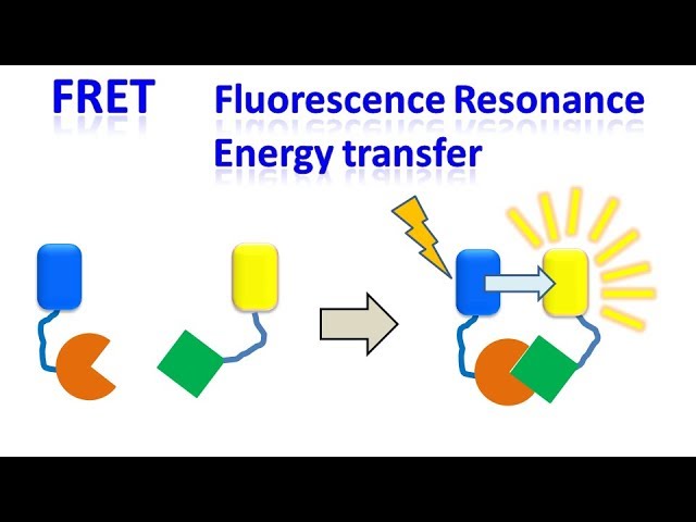 FRET | Fluorescence resonance energy transfer
