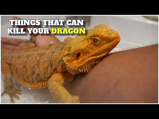 These 5 Things Can Kill Your Bearded Dragon| Tips On How To Avoid Them