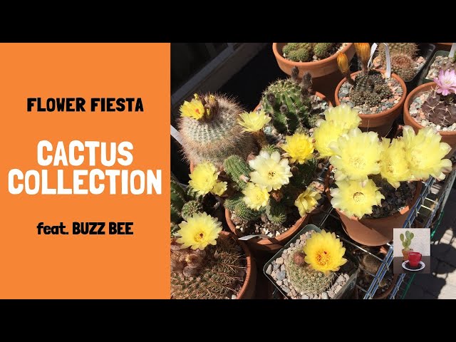Cactus Collection end of April 2019 Update (FLOWER FIESTA! feat. Buzz Bee)