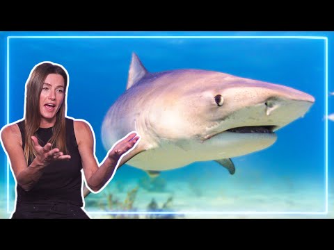 Tigers Sharks Encounter, Worst injuries.. How to become a SURVIVALIST | Experts Talk