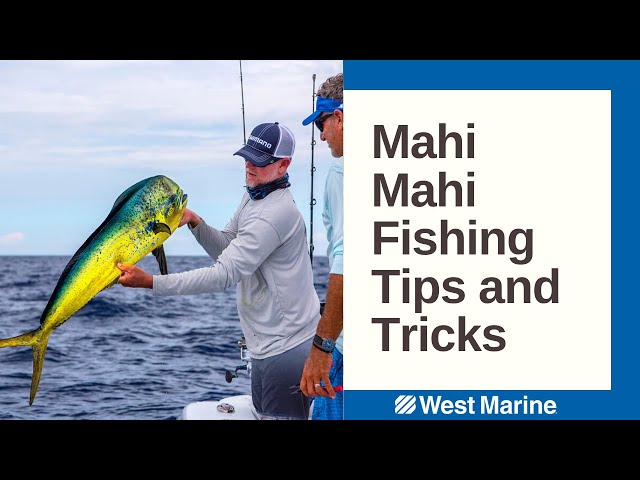 Tips for Mahi Mahi Fishing Presented by Into the Blue
