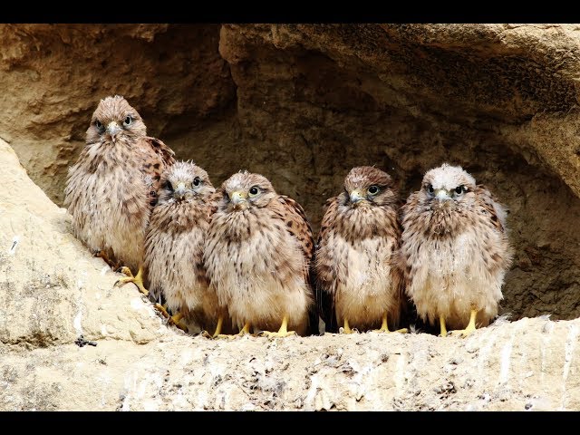 Common Kestrel bringing food to the nest with 6 chicks (18 minutes) - Cyprus