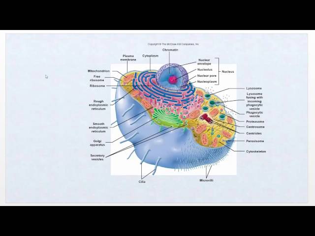 Pathophysiology - Intro Video   Cell function review - Ch1